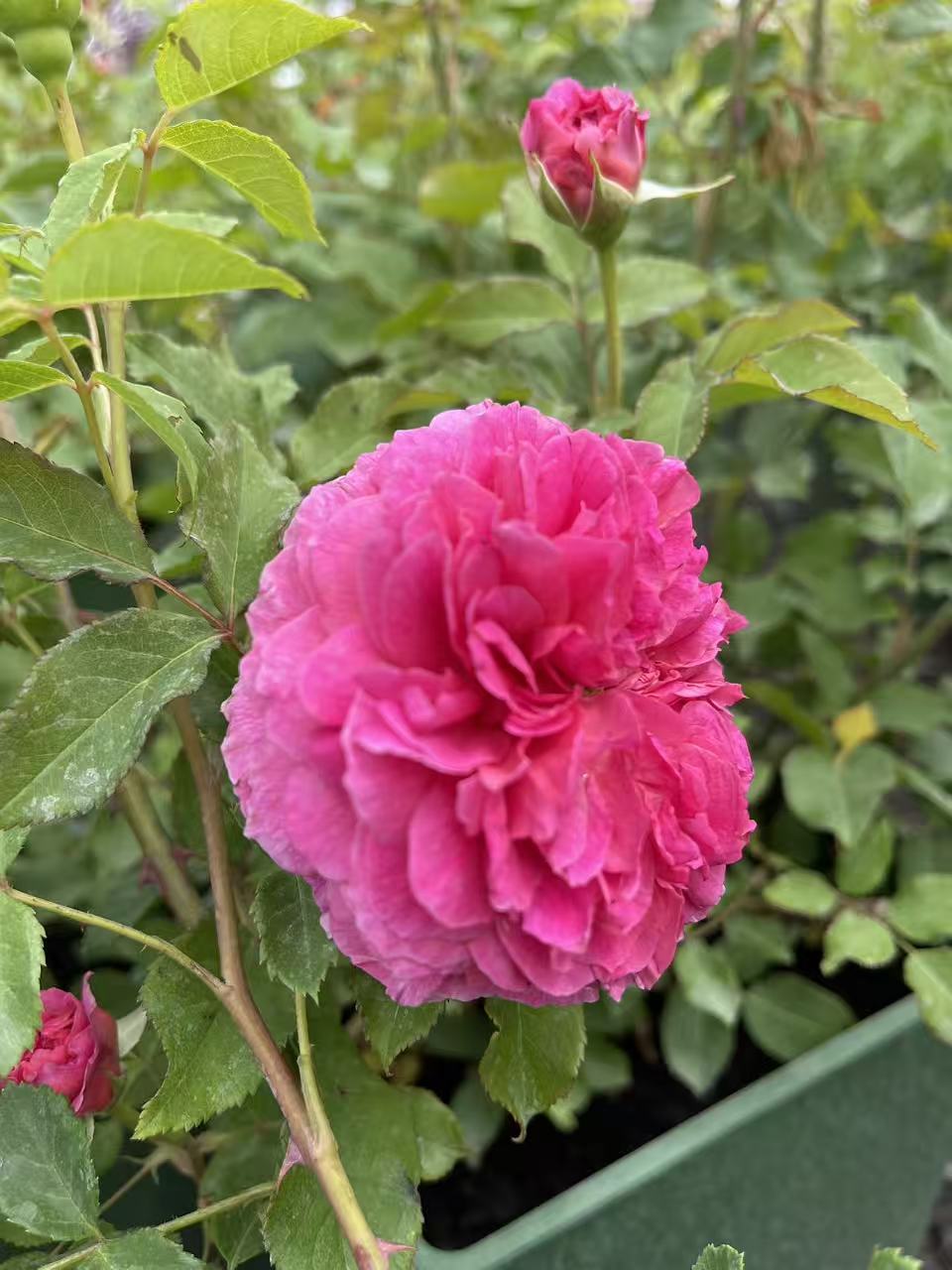 Gabriel Oak David Austin Rose