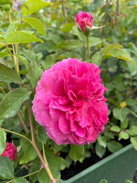 Gabriel Oak David Austin Rose