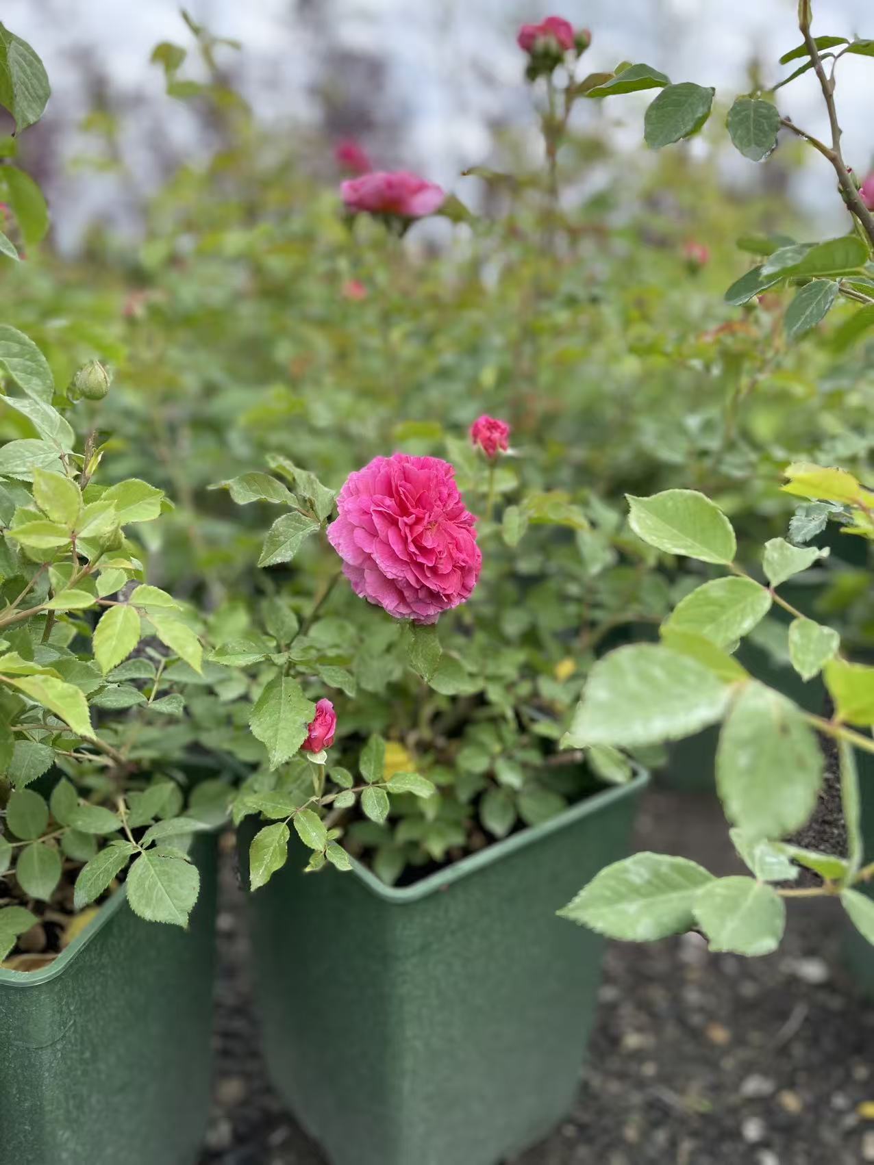 Gabriel Oak David Austin Rose