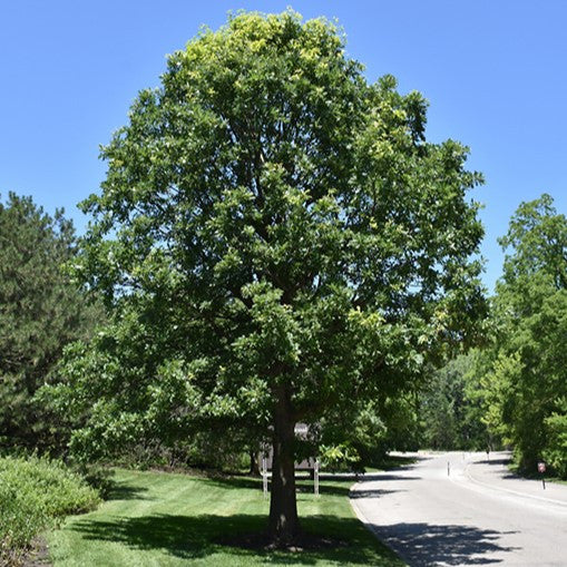 Oak