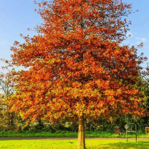 Oak