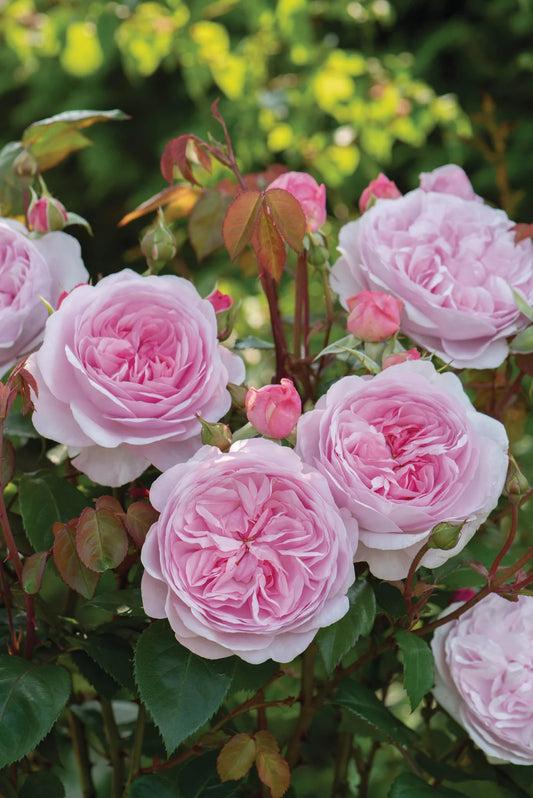 Olivia Rose Austin®