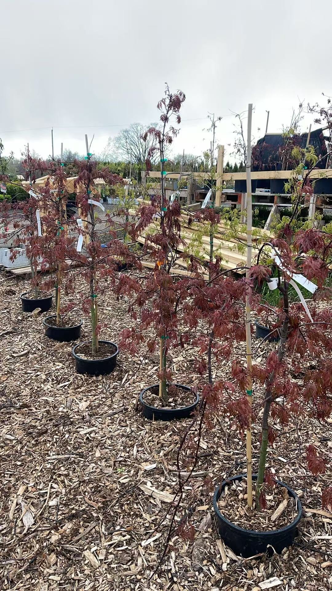 Trees for Sale Toronto | Japanese Maple, Shade & Flowering Trees