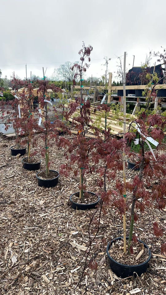 Acer Palmatum 'Orangeola'