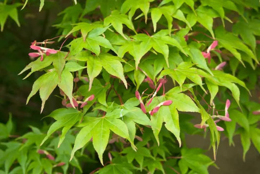 Acer Palmatum 'Osakazuki'