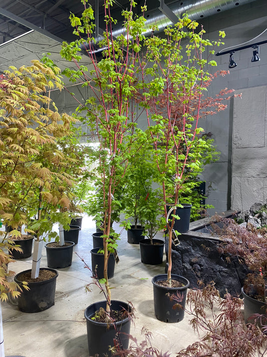 Acer Palmatum Pacific Fire
