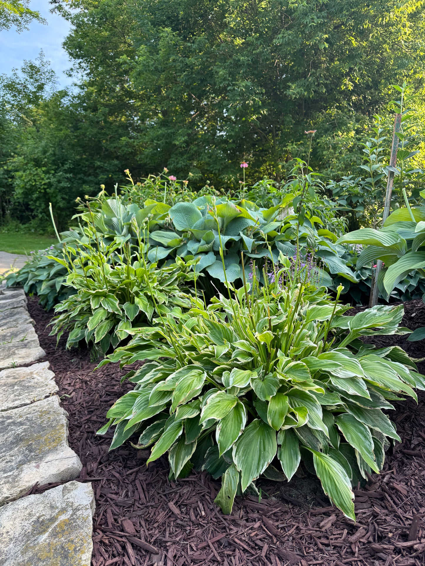 Hosta 'Patriot'
