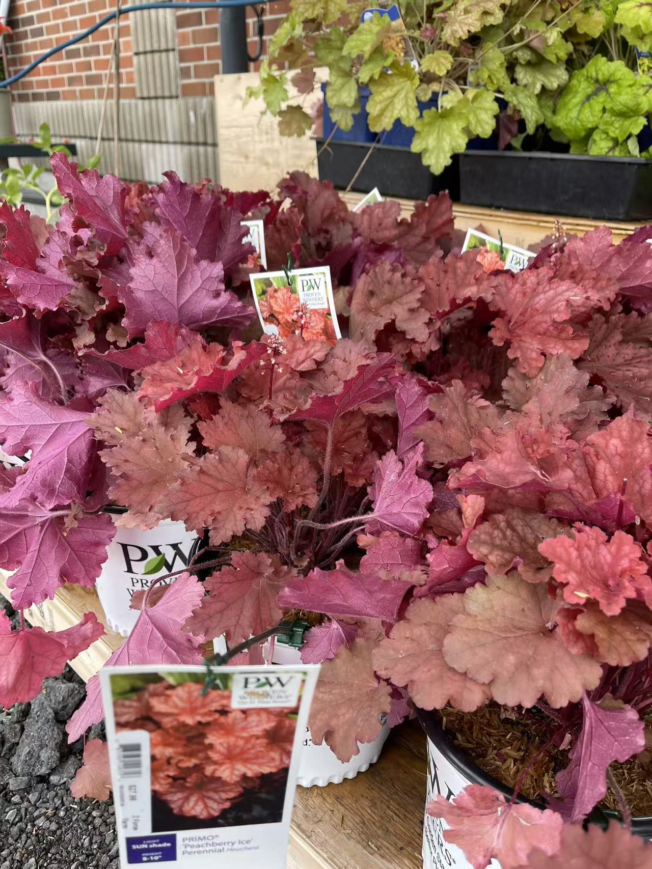 Coral Bells 'Peachberry Ice' PW