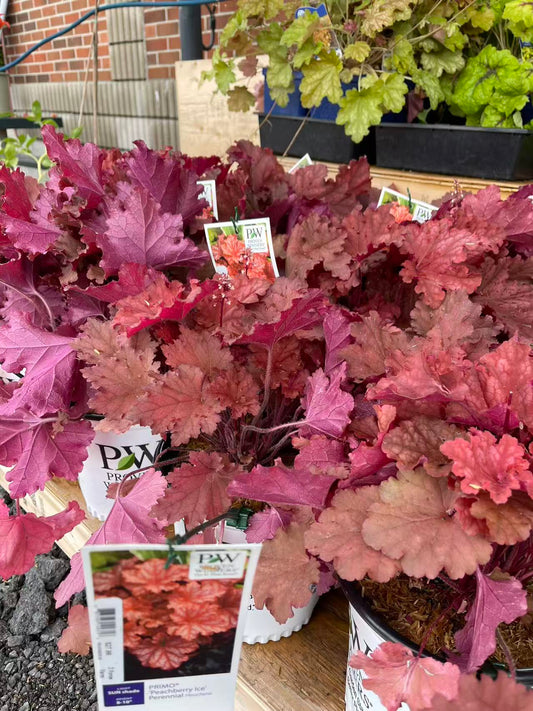 Coral Bells 'Peachberry Ice' PW