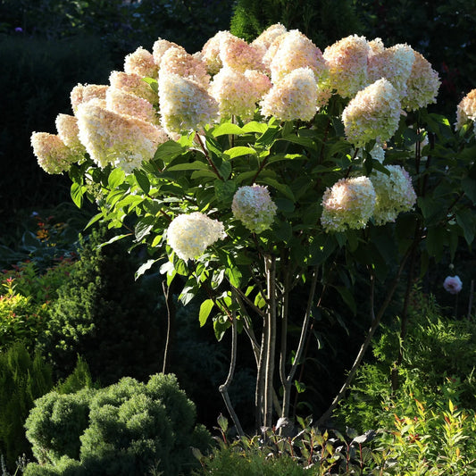 Hydrangea for Sale Toronto | Annabelle, Limelight & Endless Summer