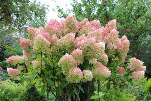 Hydrangea Paniculata ‘Grandiflora’ (Pee Gee) Std