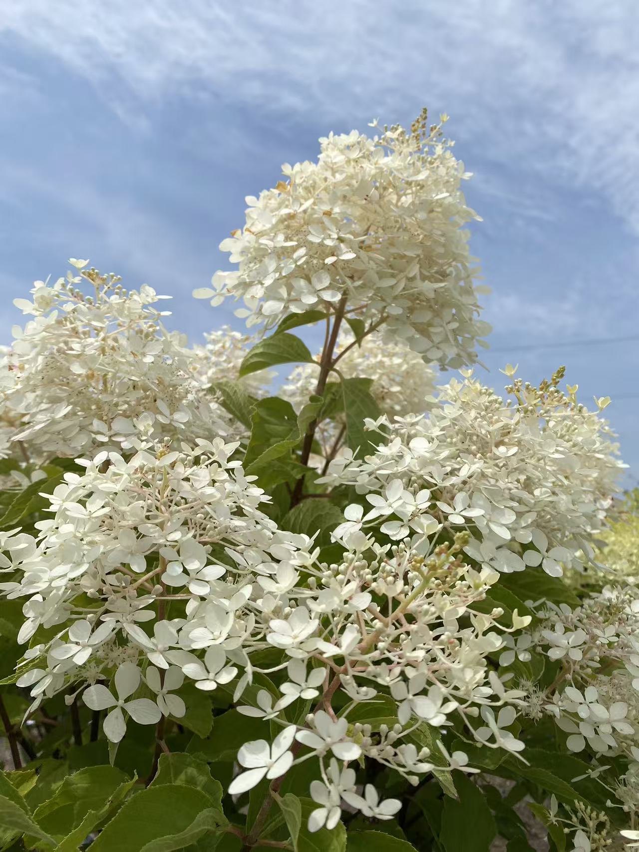 Hydrangea paniculata 'Phantom' Std