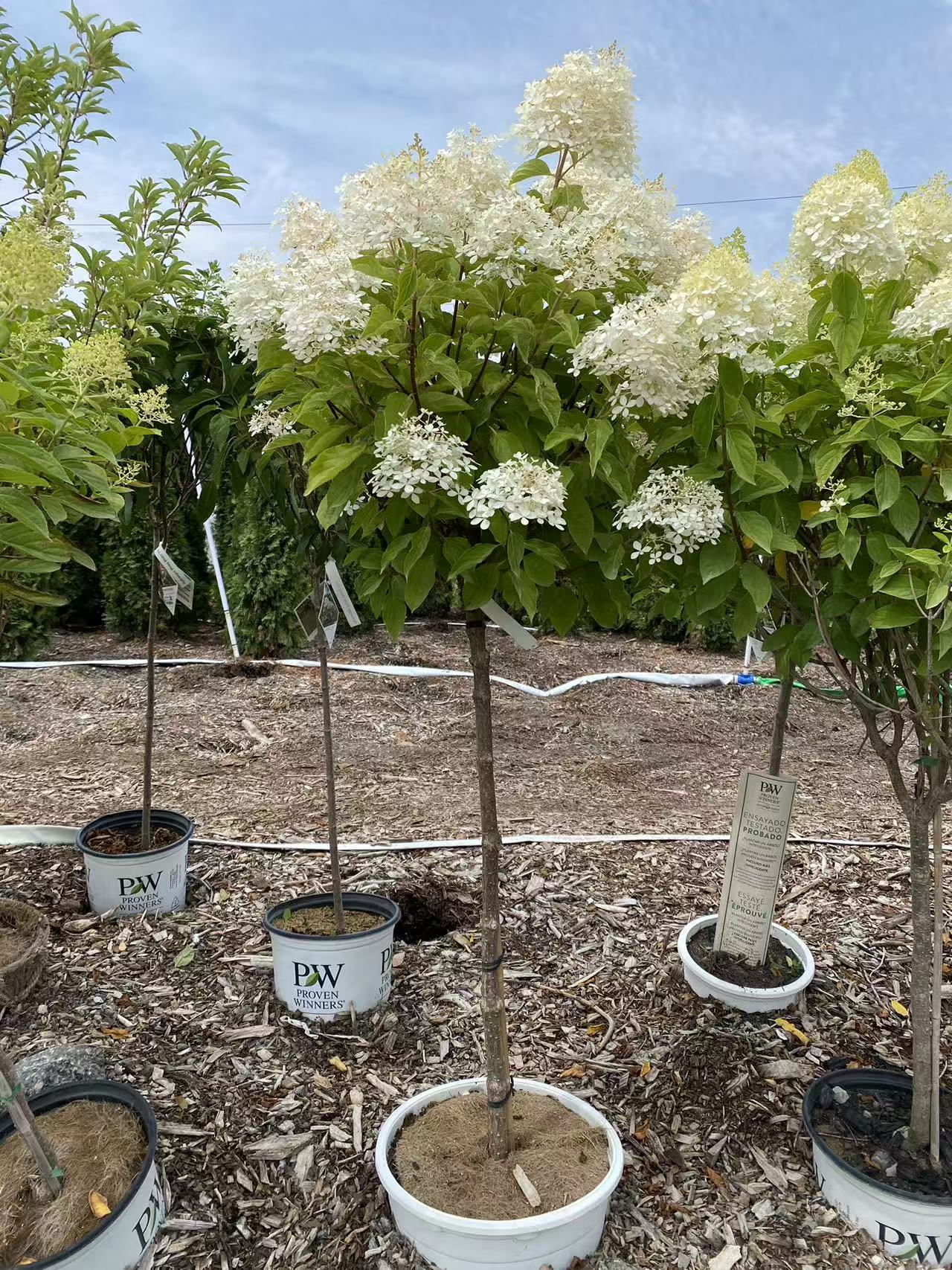 Hydrangea paniculata 'Phantom' Std