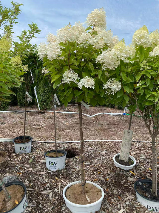 Hydrangea paniculata 'Phantom' Std