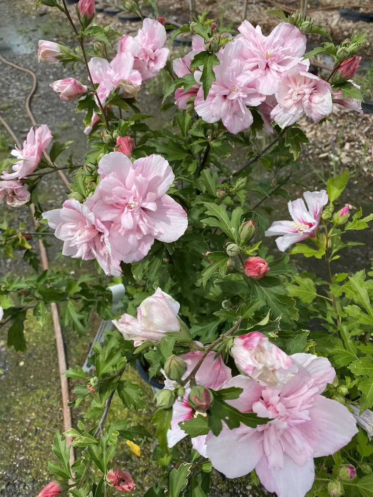 Rose Of Sharon Pink Chiffon