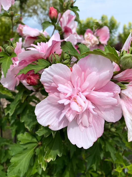 Rose Of Sharon Pink Chiffon