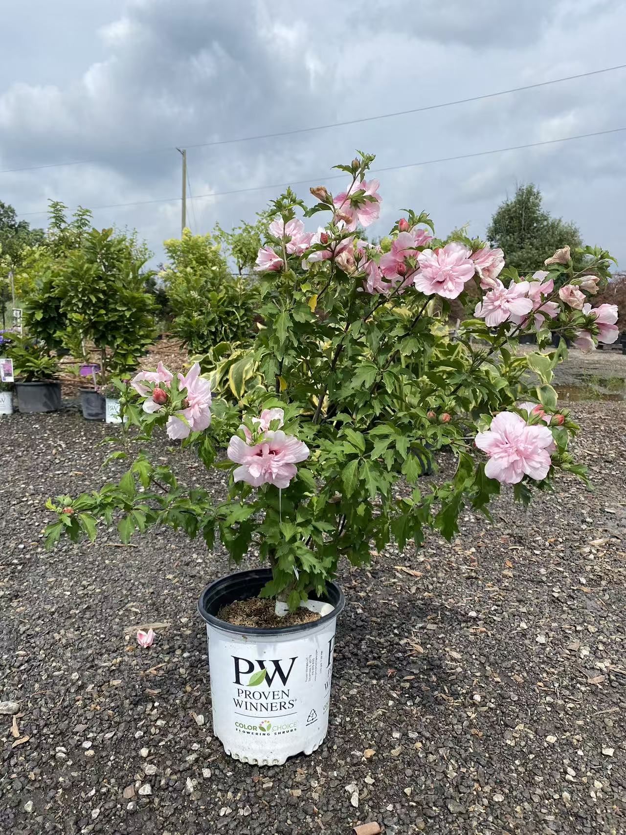 Rose Of Sharon Pink Chiffon