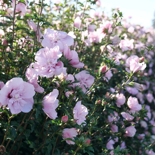 Rose Of Sharon Pink Chiffon