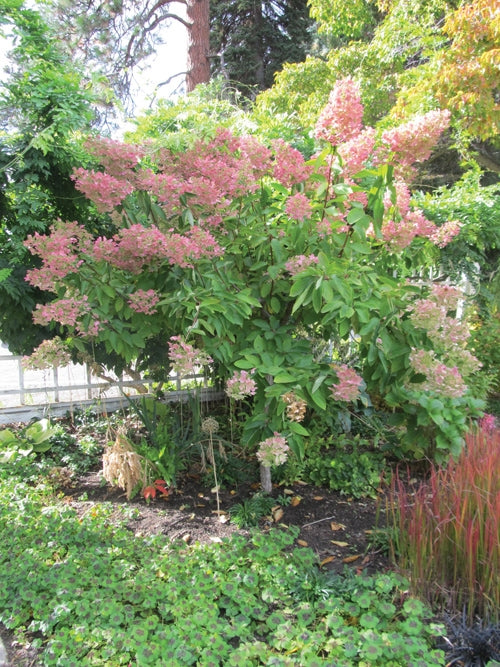Hydrangea paniculata 'PINK DIAMOND' Std