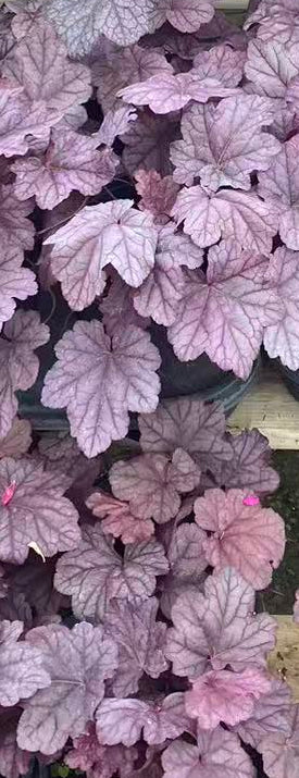 Coral Bells 'Pink Panther'