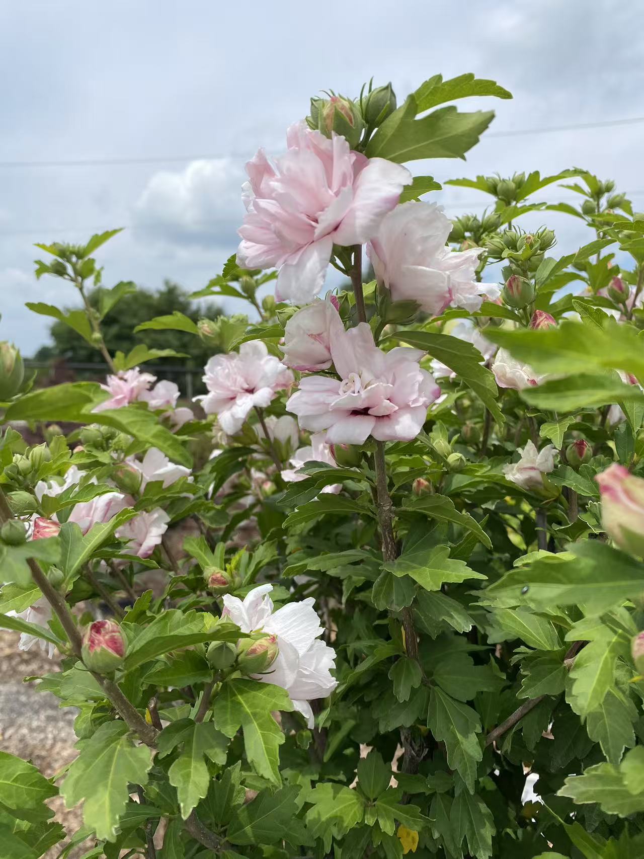 Rose Of Sharon Blushing Bride