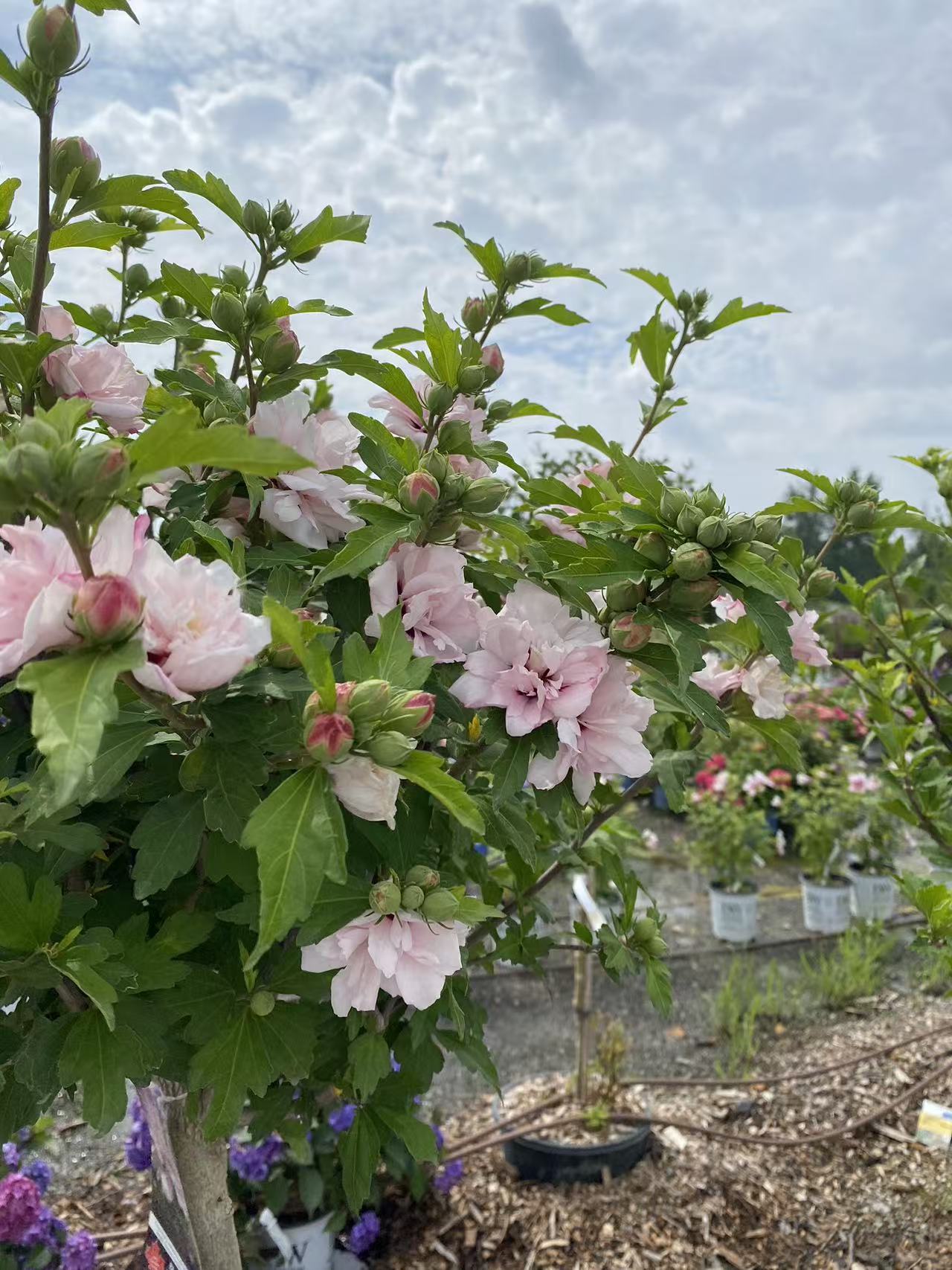 Rose of Sharon ‘Pink Chiffon' Std
