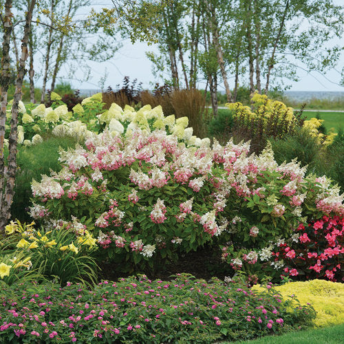 Hydrangea Pinky Winky Prime