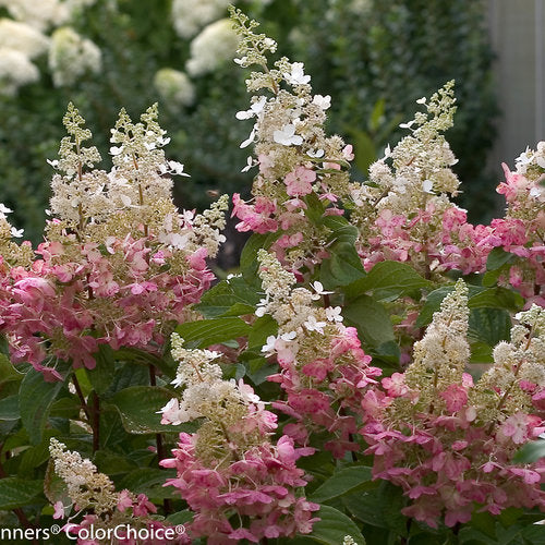Hydrangea Pinky Winky Prime