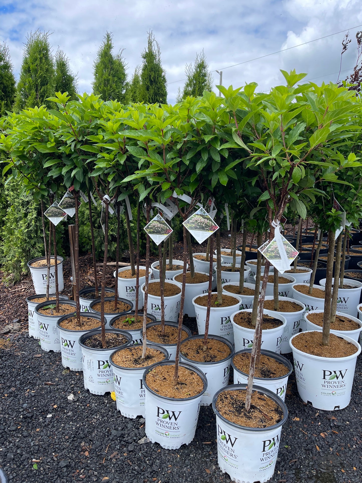 Hydrangea Paniculata Pinky Winky Std