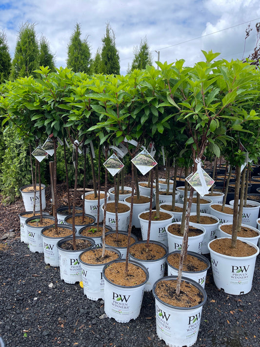 Hydrangea Paniculata Pinky Winky Std