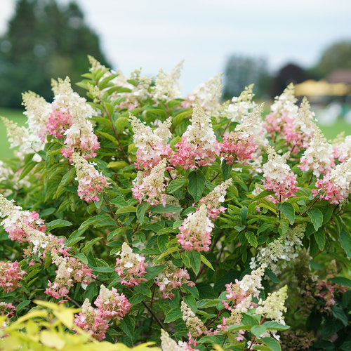 Hydrangea Paniculata 'Pinky Winky'