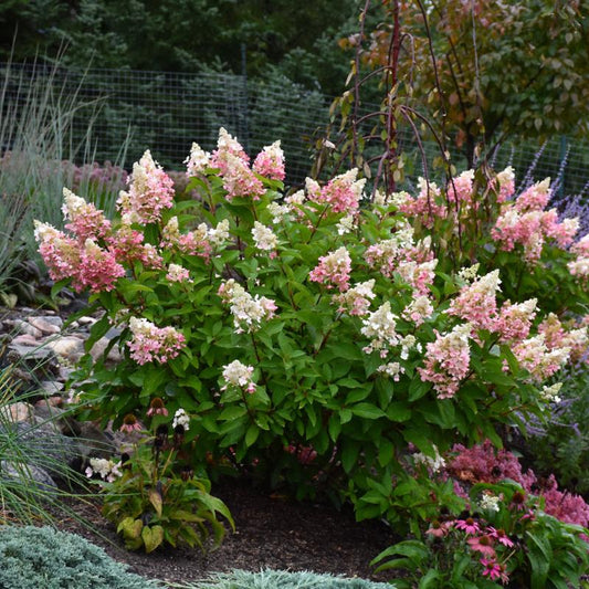 Hydrangea Paniculata 'Pinky Winky'