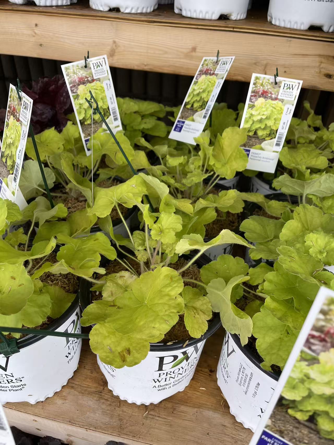 Coral Bells 'Pistachio Ambrosia' PW