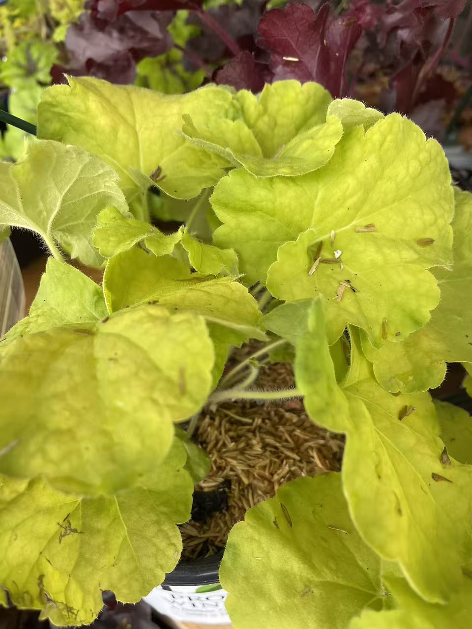 Coral Bells 'Pistachio Ambrosia' PW
