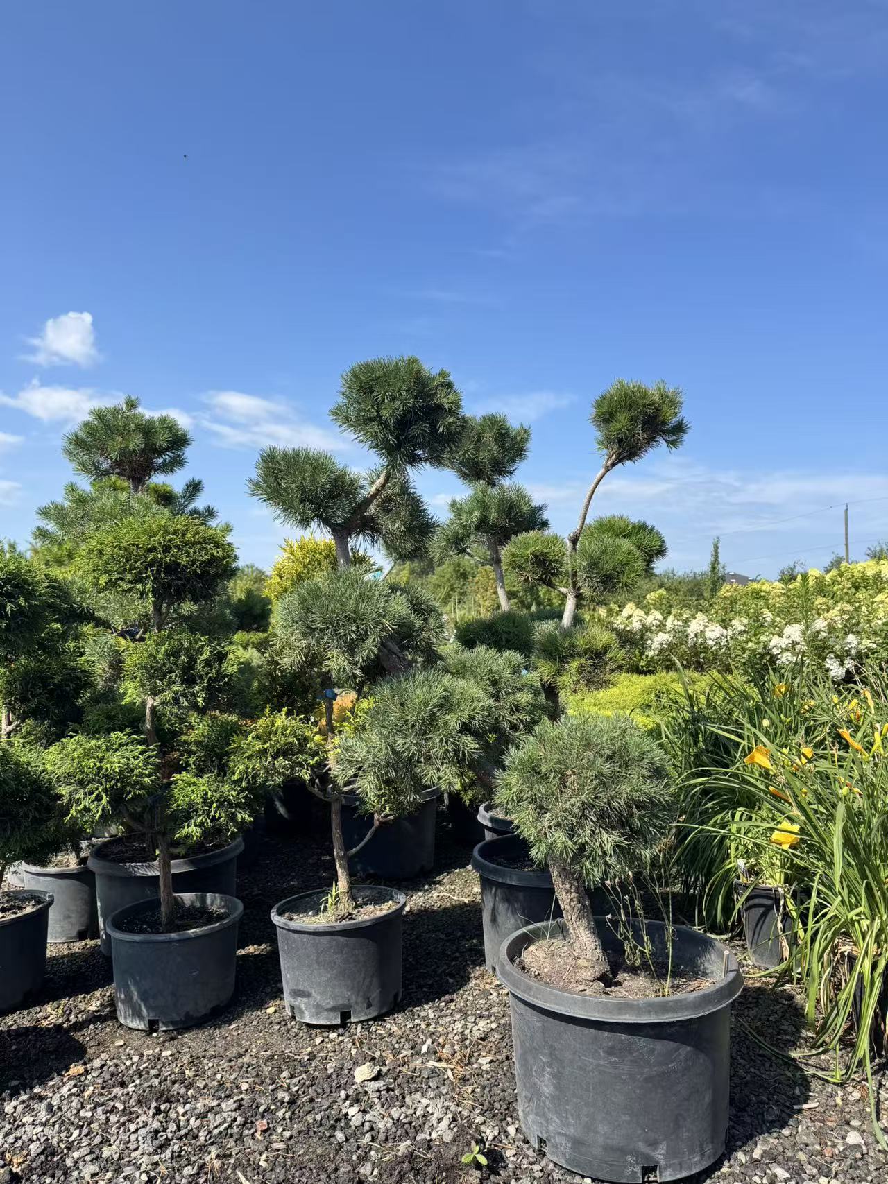 Pom Pom Scots Pine Toronto | Topiary Pine Tree