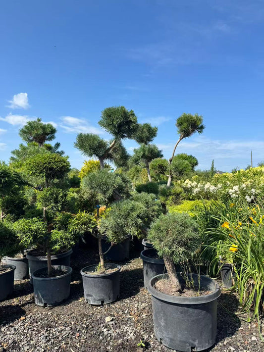 Pom Pom Scots Pine Toronto | Topiary Pine Tree