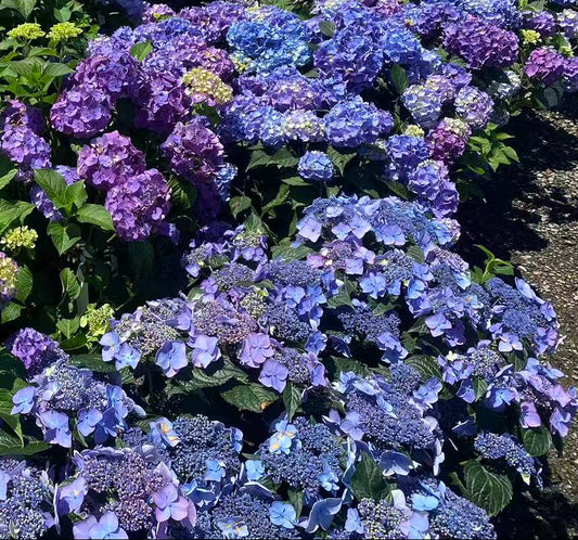 Hydrangea macrophylla Popstar