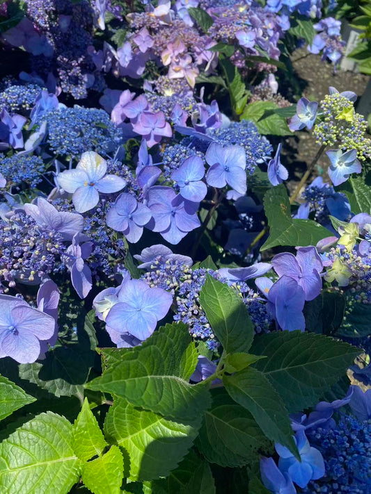 Hydrangea macrophylla Popstar