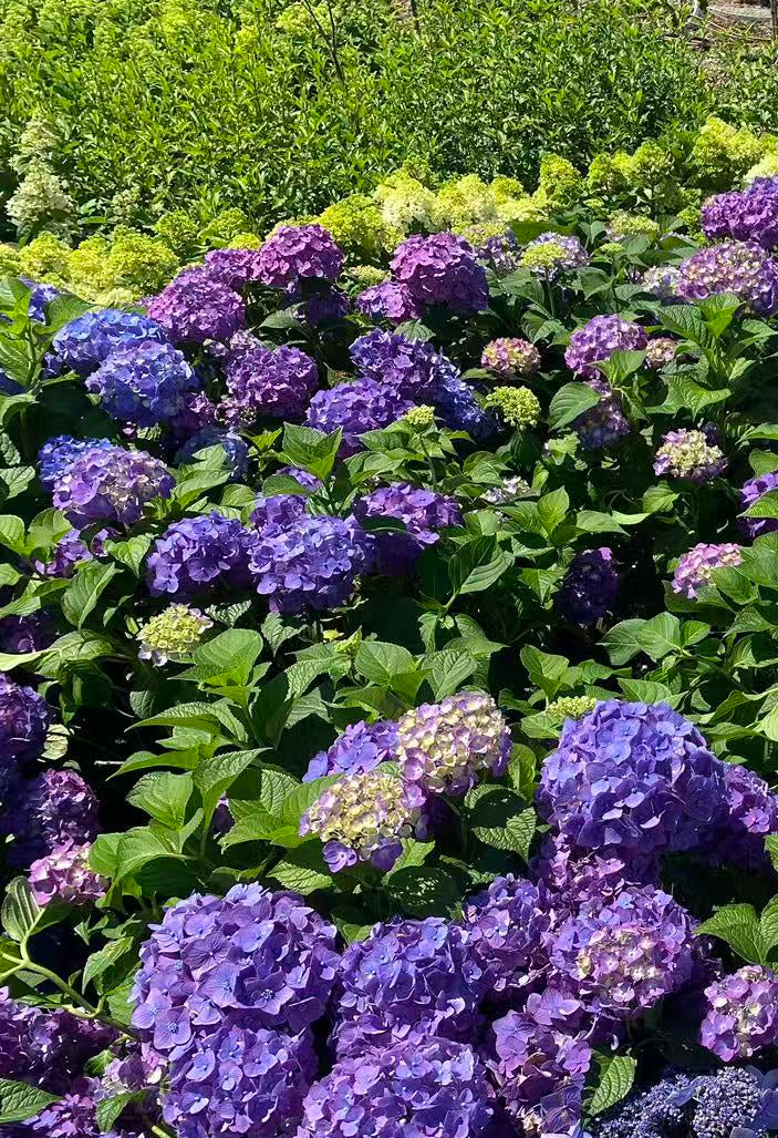 Hydrangea macrophylla Let's Dance Loveable®