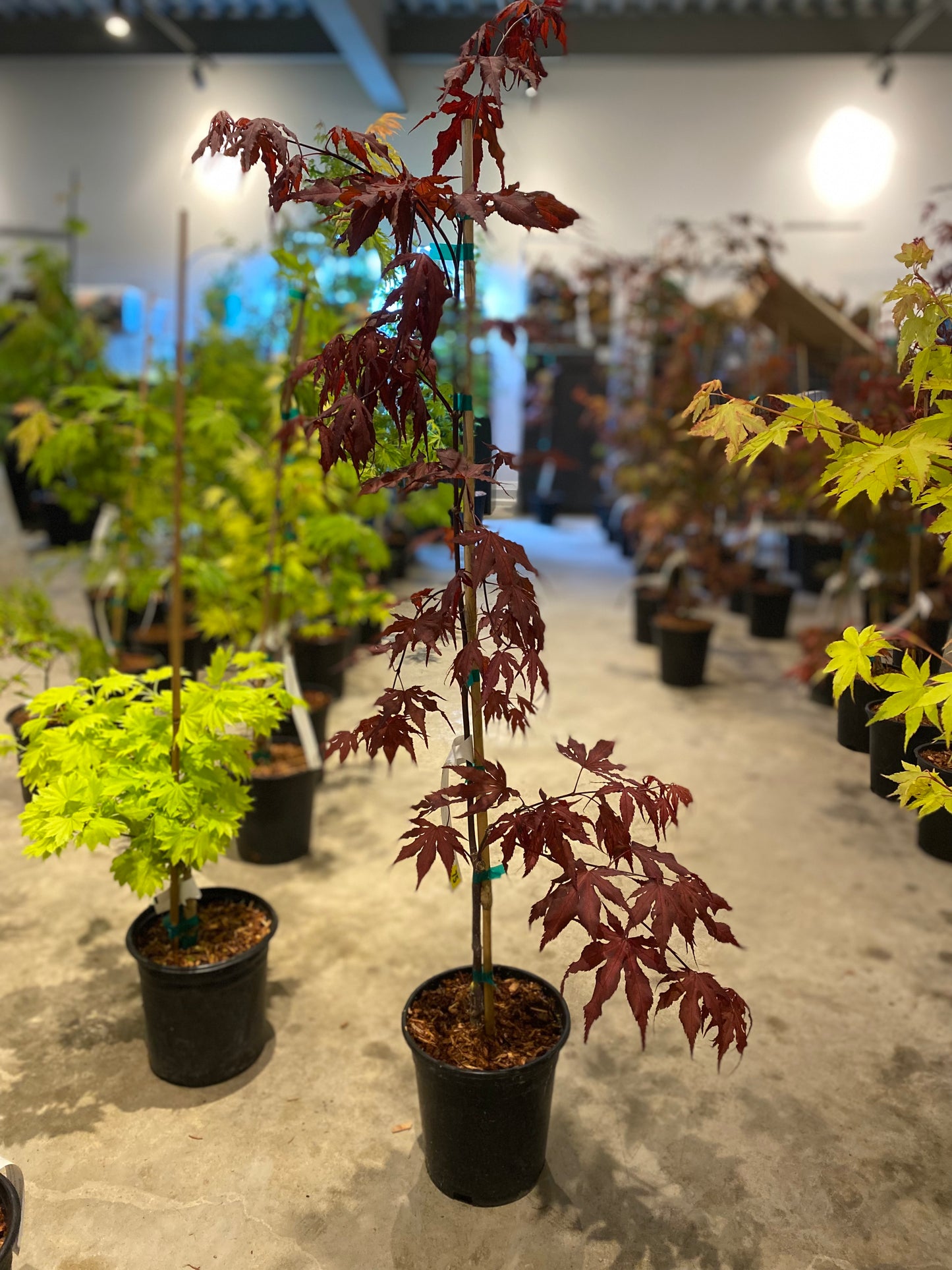 Acer Palmatum Purple Ghost