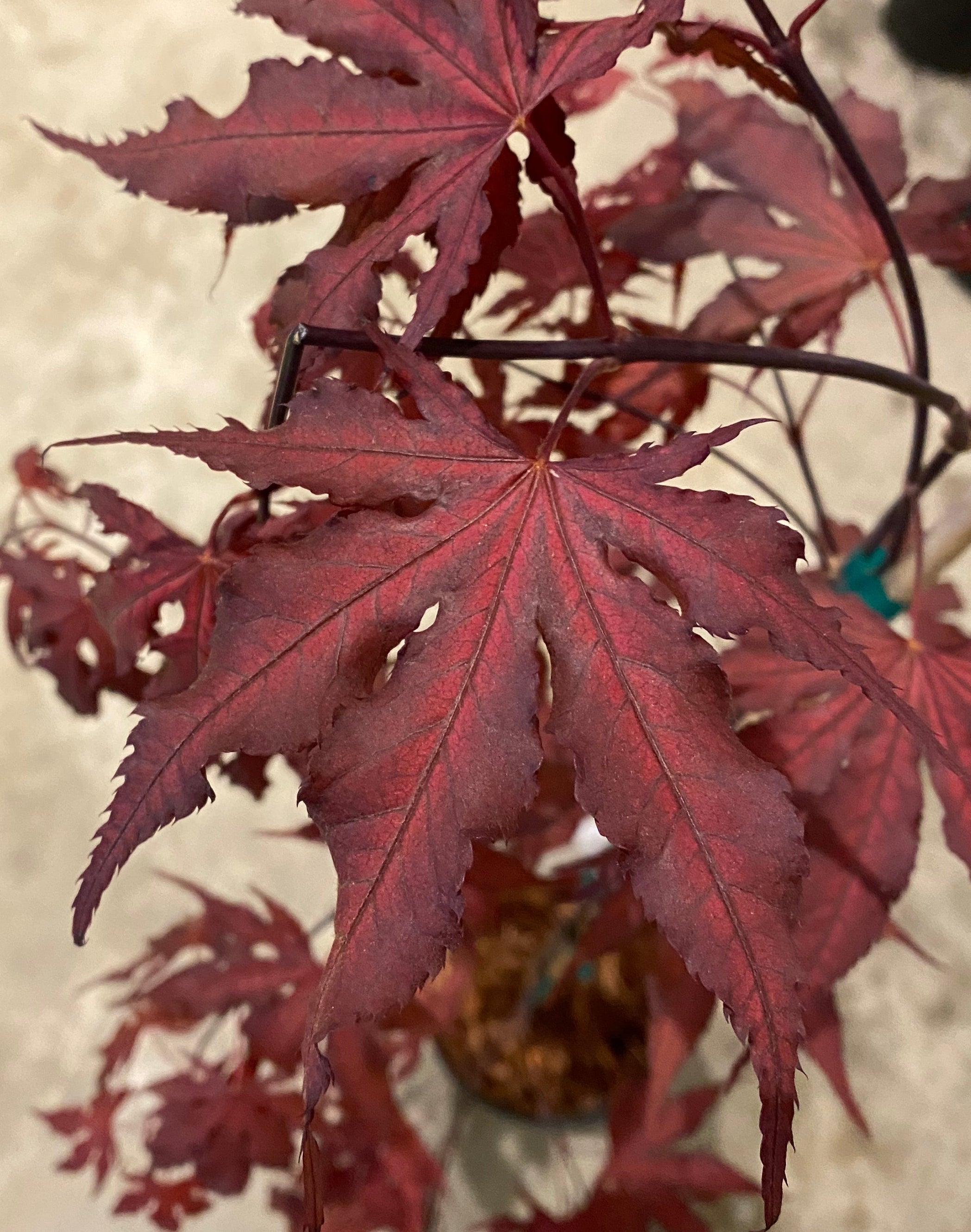Trees for Sale Toronto | Japanese Maple, Shade & Flowering Trees
