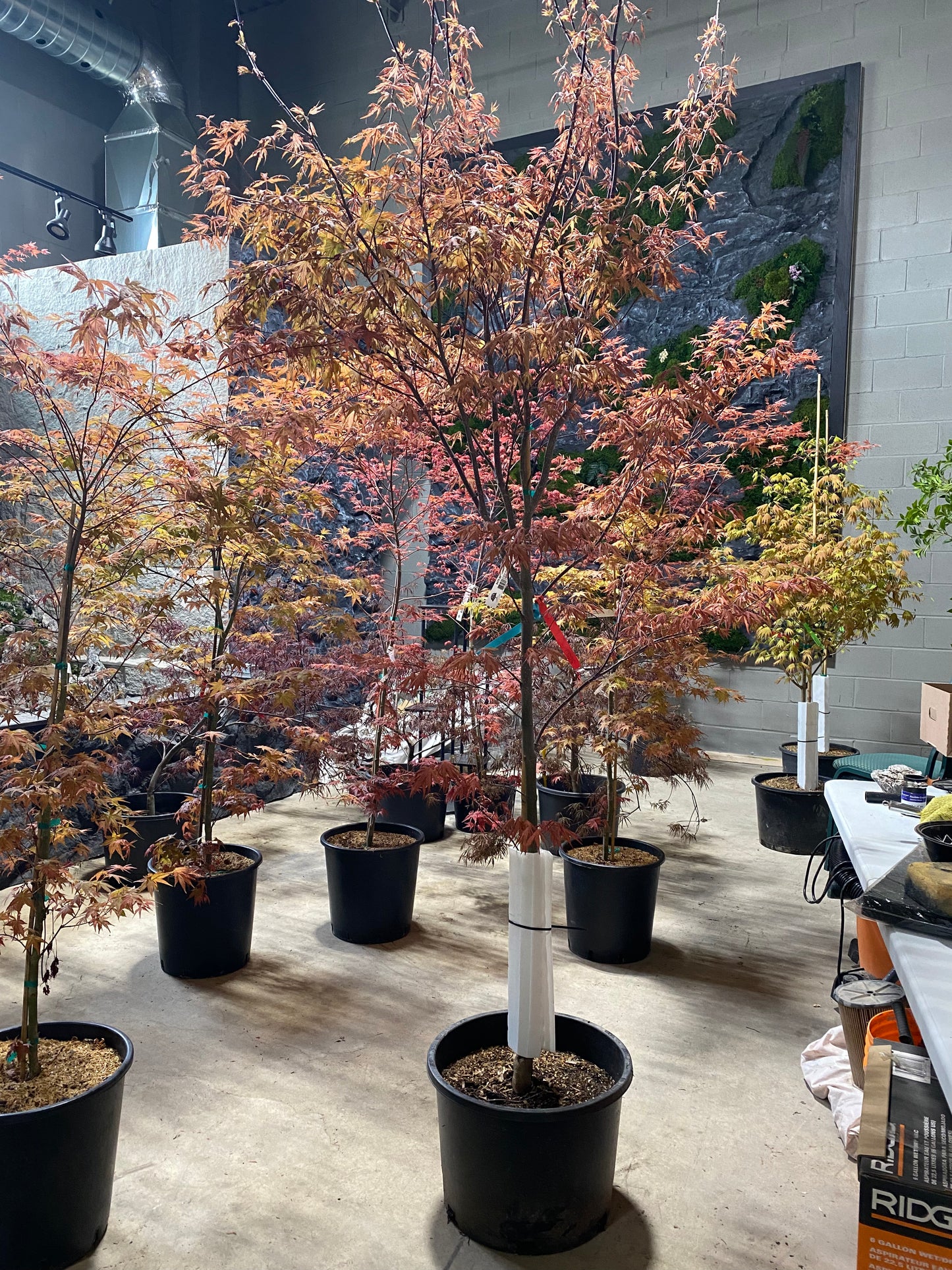 Acer Palmatum Purple Ghost