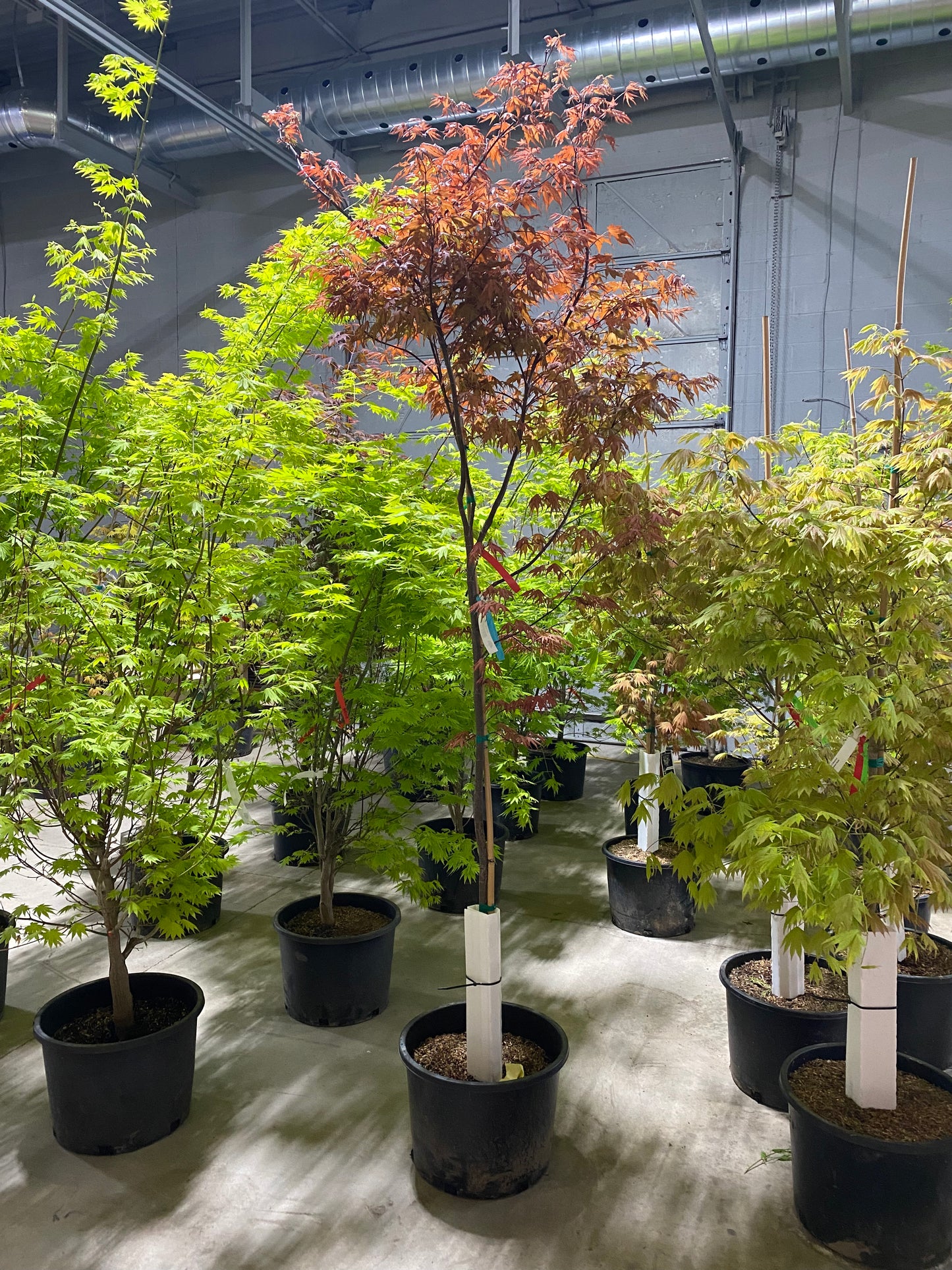Acer Palmatum Purple Ghost