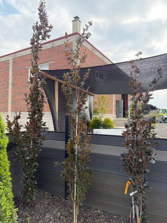 Dawyck purple pyramidal beech