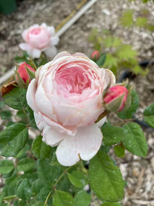 Queen of Sweden™ David Austin Rose