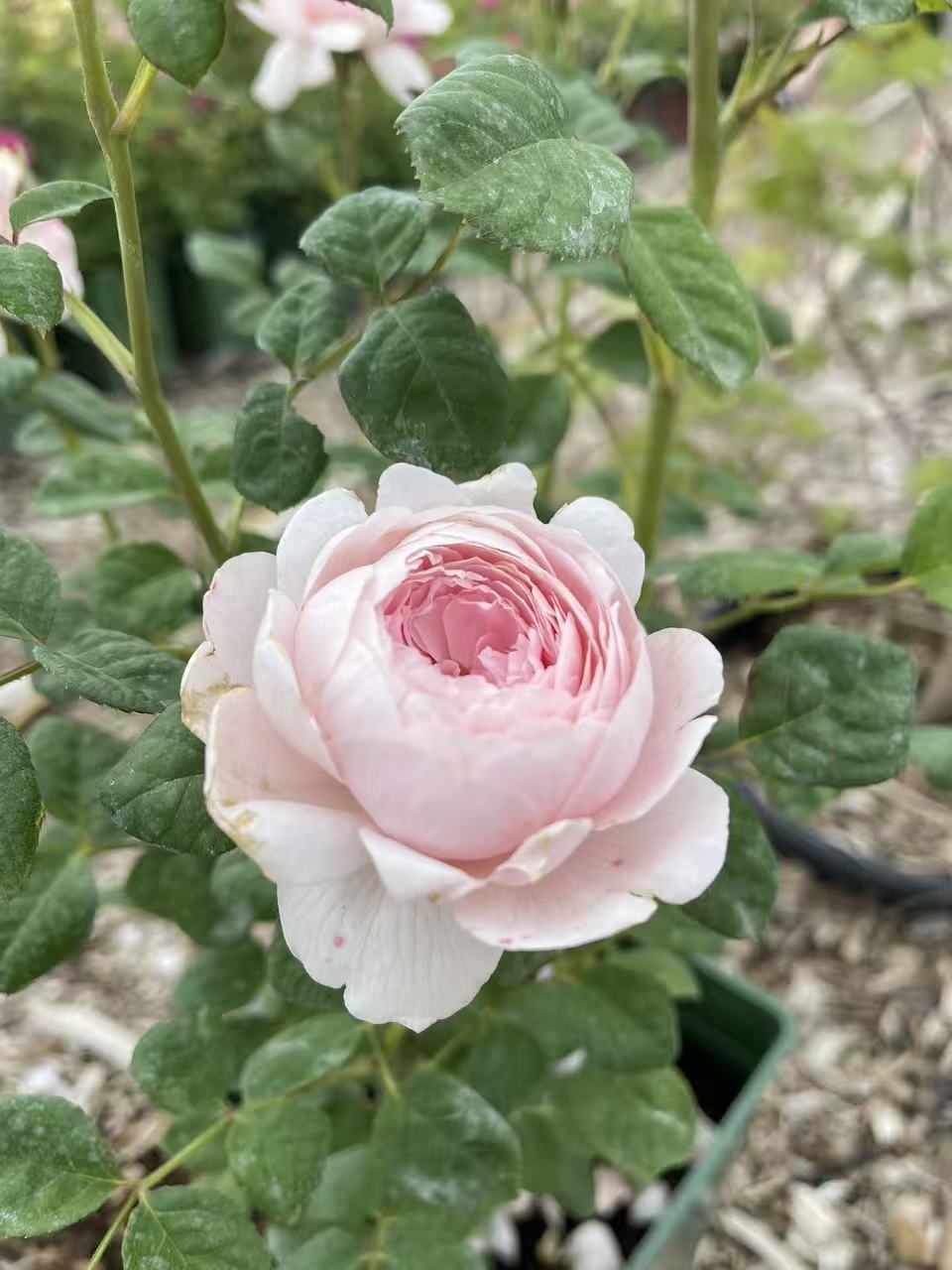 Queen of Sweden™ David Austin Rose