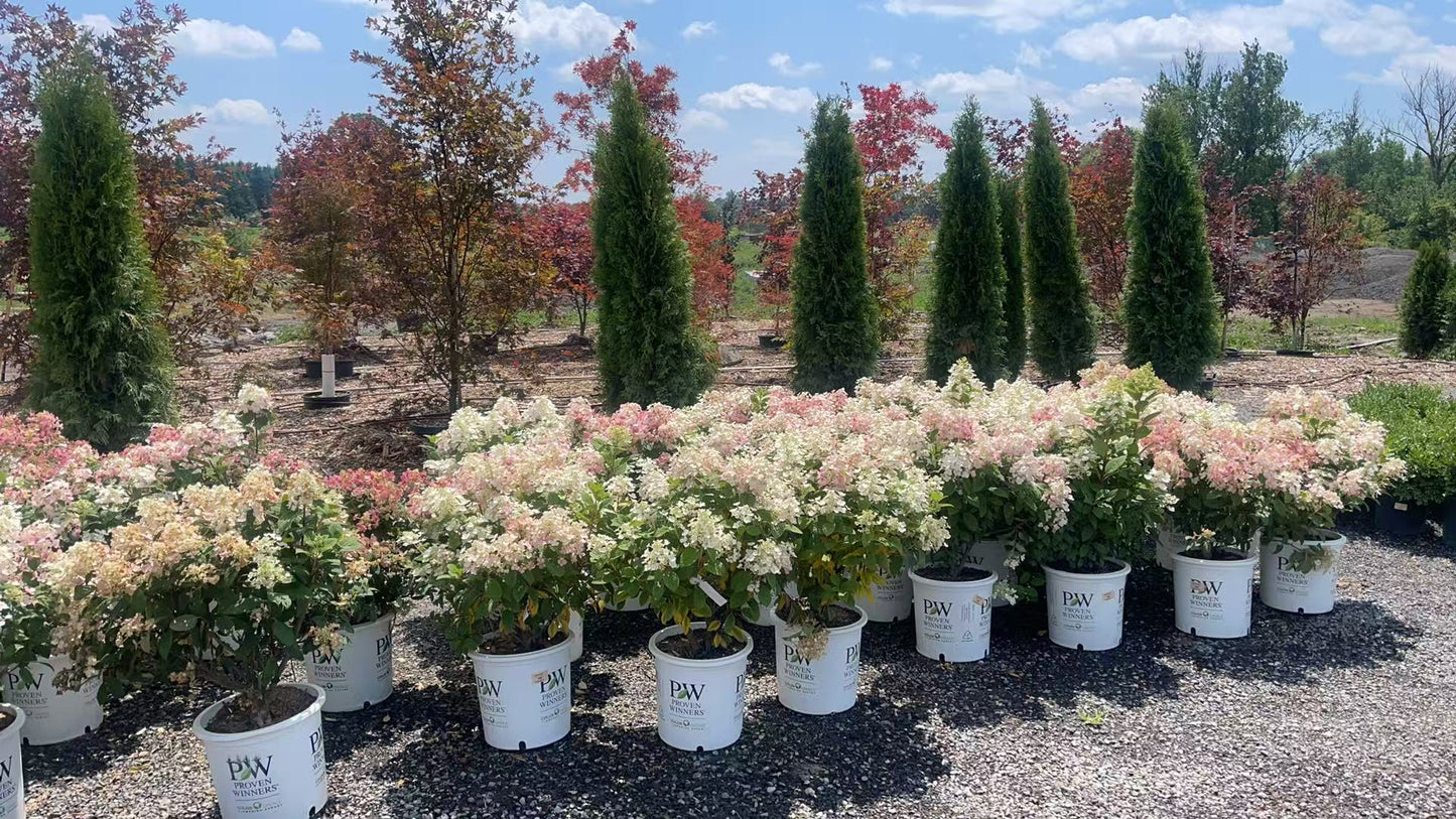 Hydrangea paniculata Quick Fire®