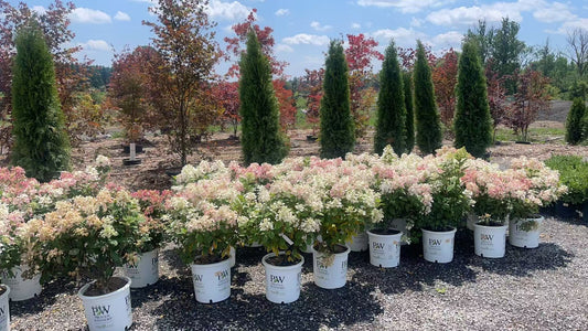 Hydrangea paniculata Quick Fire®