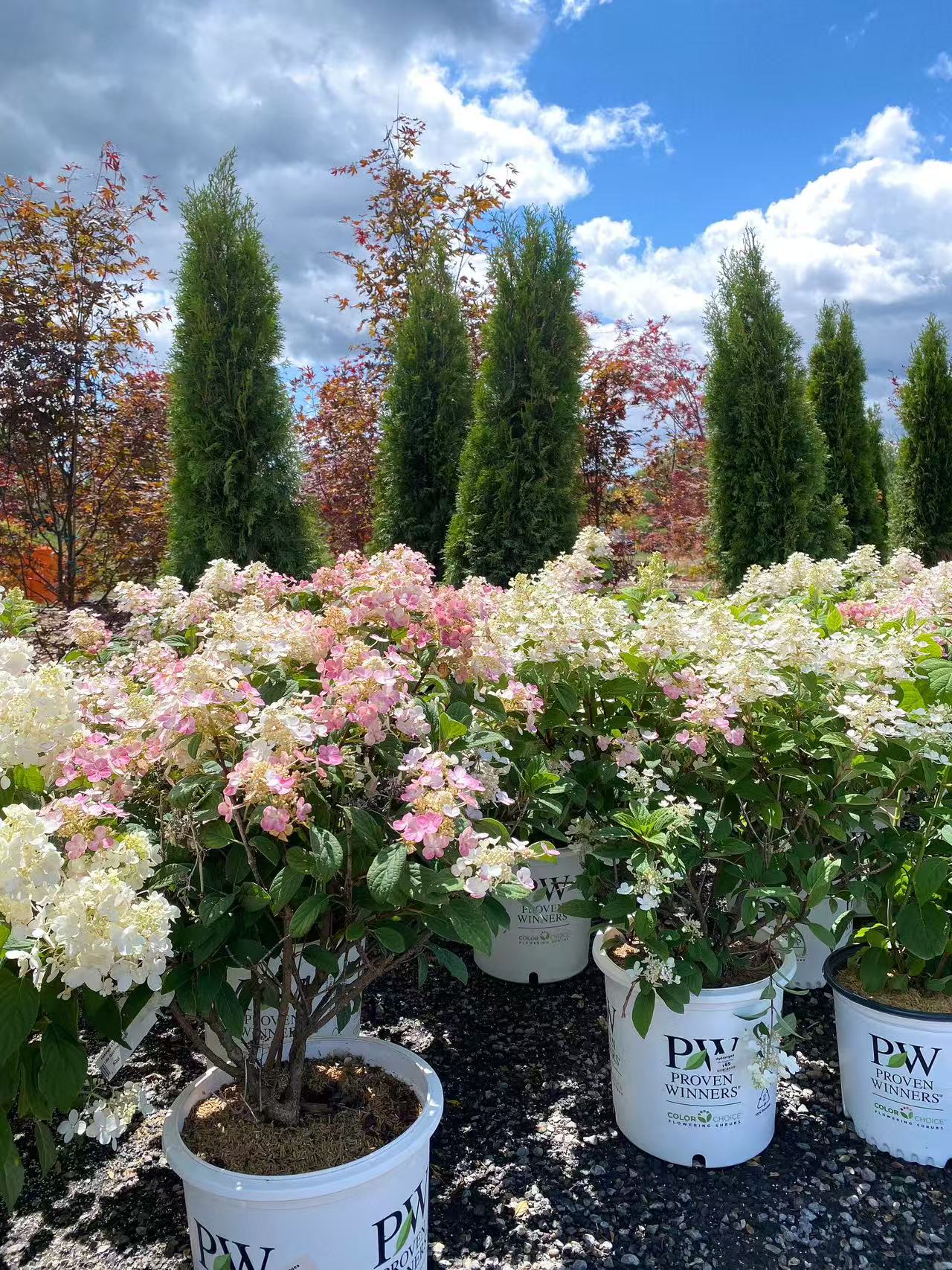 Hydrangea paniculata Quick Fire®