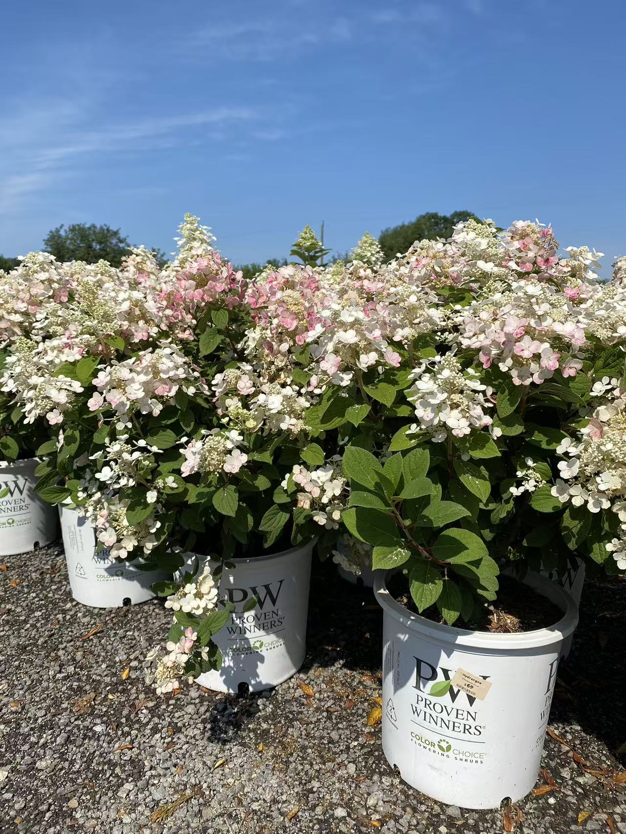 Hydrangea paniculata Quick Fire®